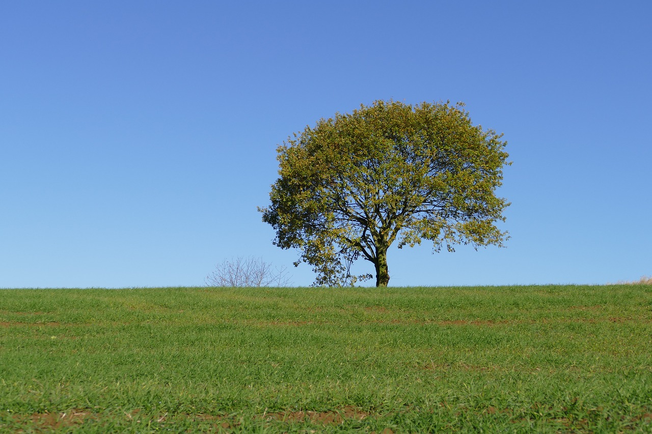 nature landscape grass free photo