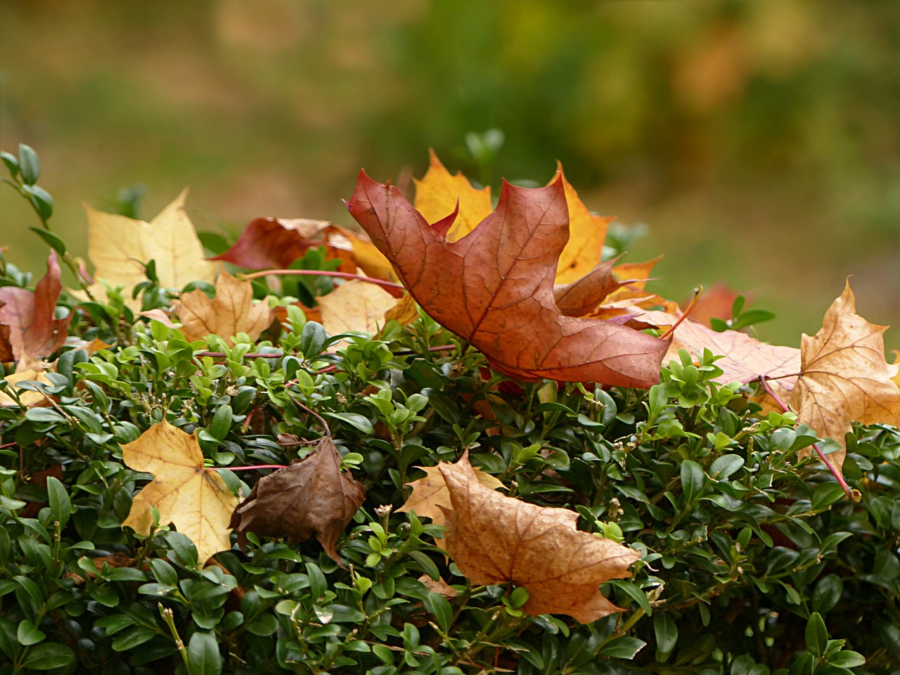 nature time of year autumn free photo