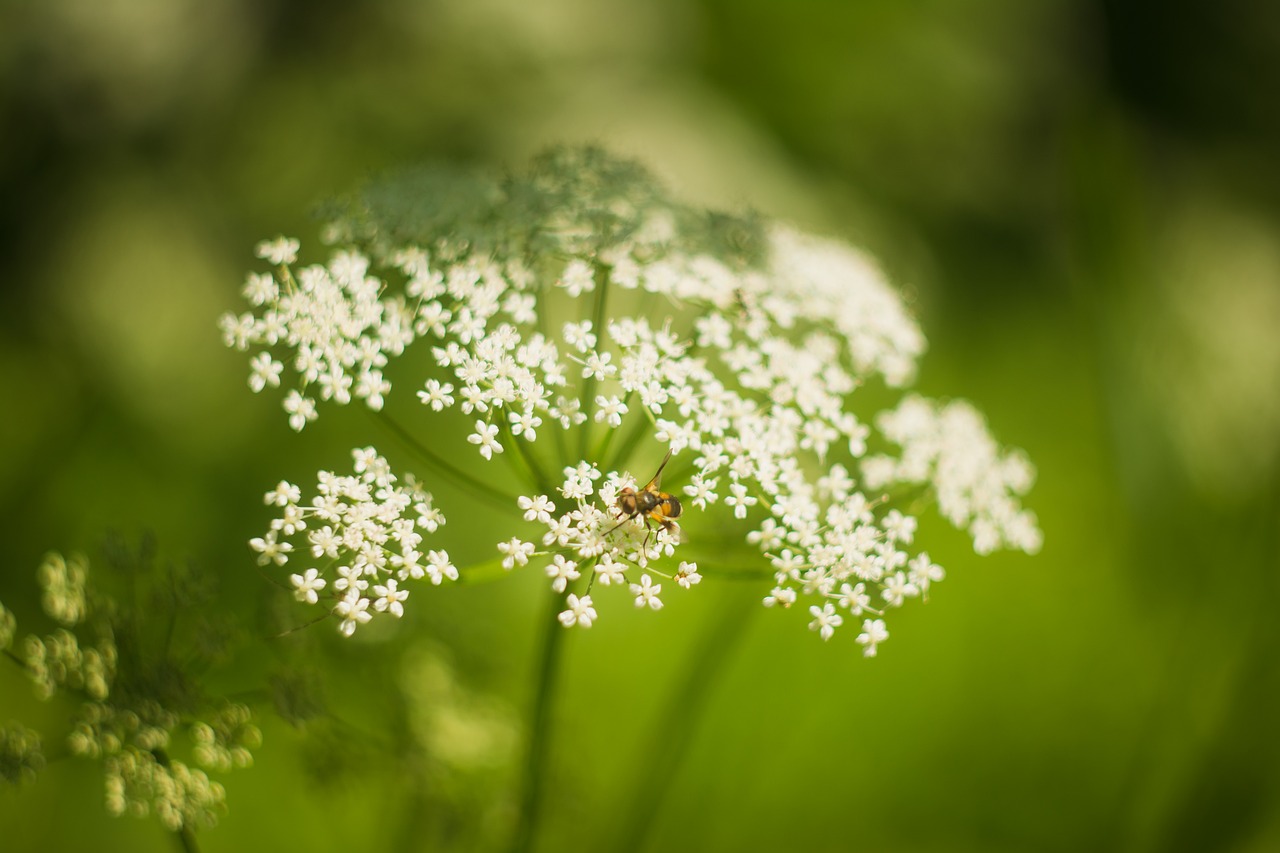 nature plants flora free photo