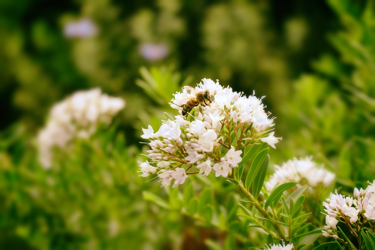 nature insect flowers free photo