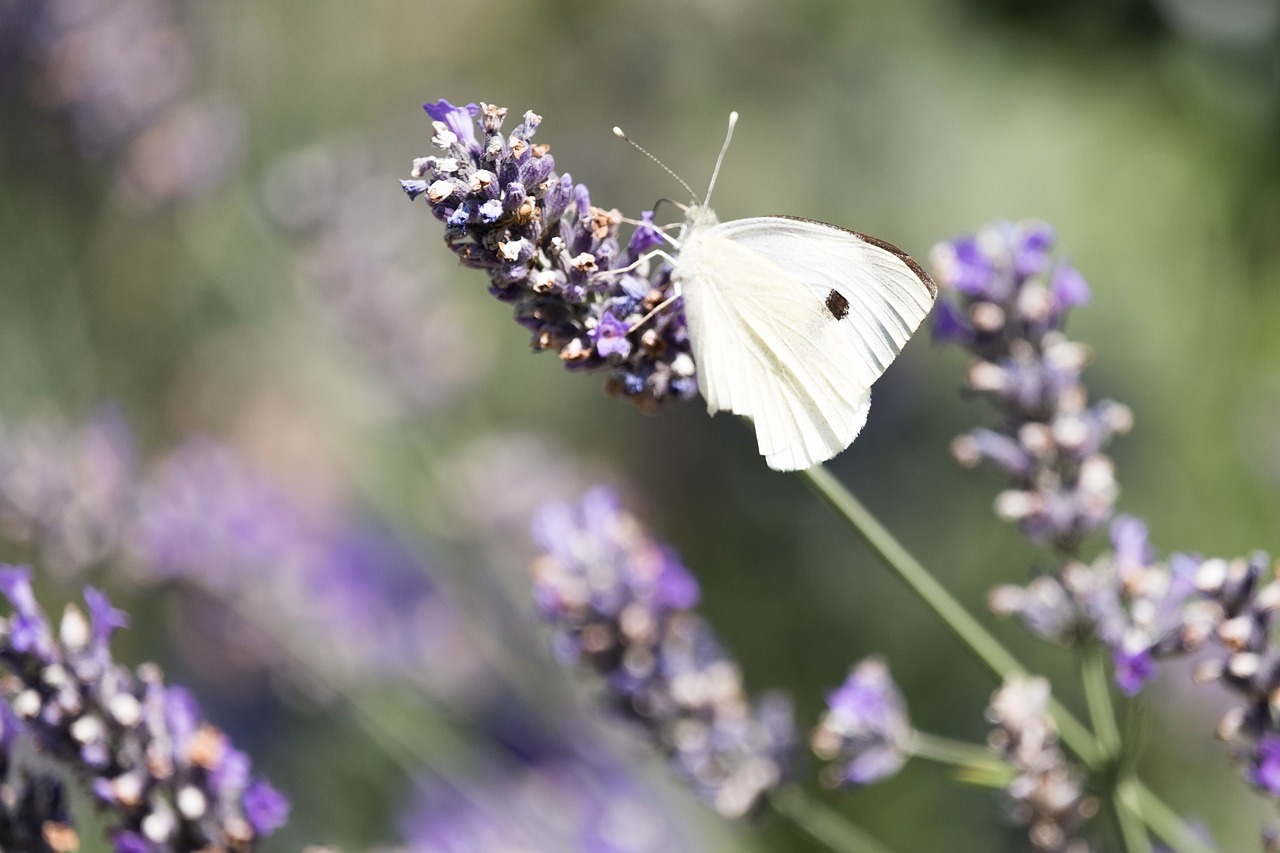 nature butterfly lavender free photo