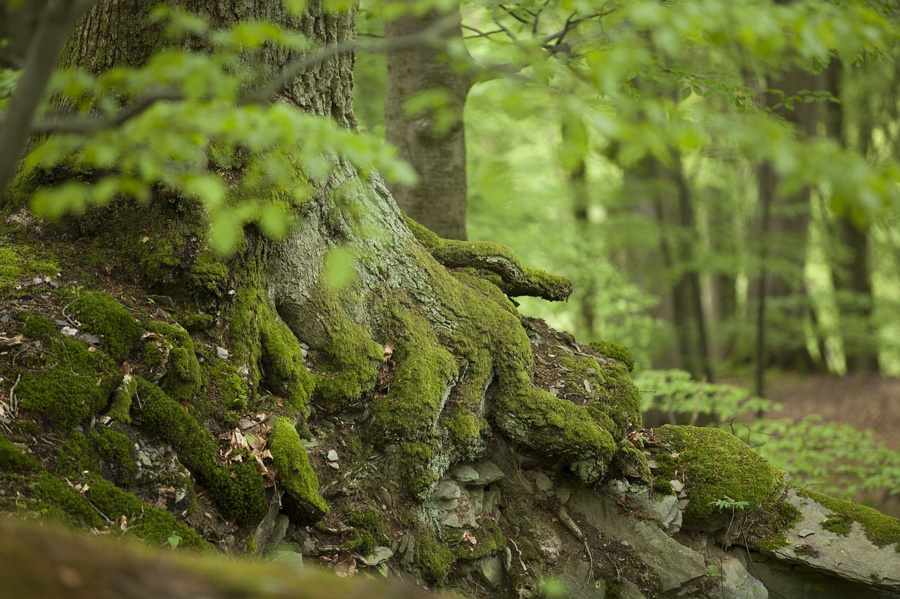 nature forest forests free photo