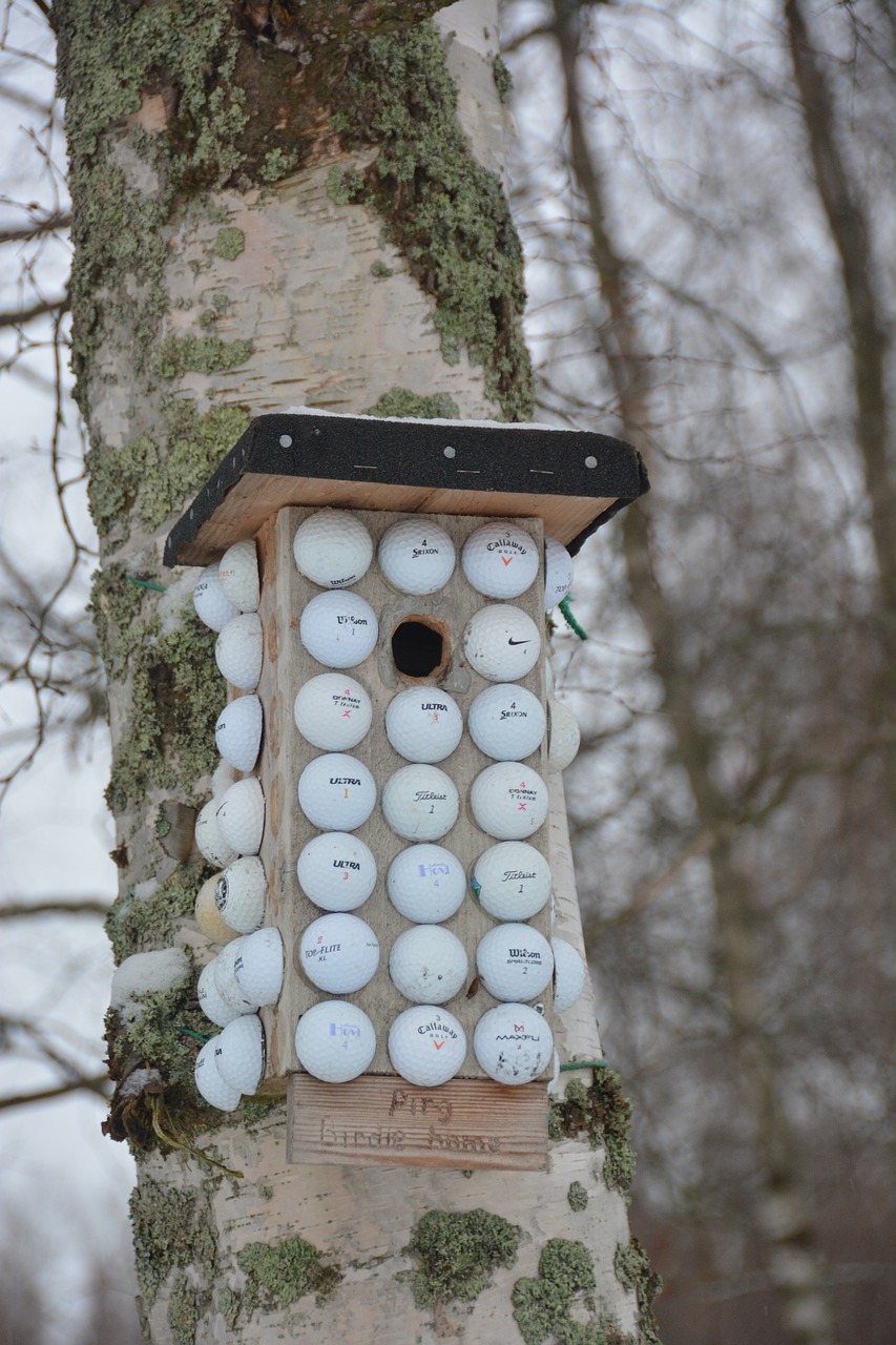 nature birdhouse bird free photo