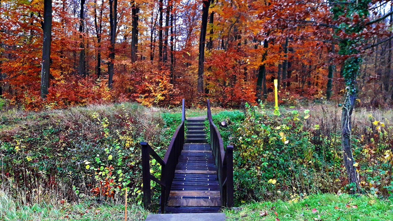 nature autumn foliage free photo