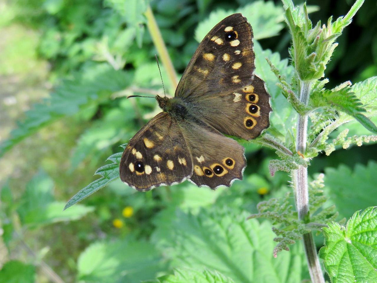 nature butterflies brown free photo