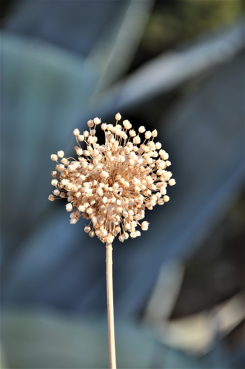 nature wild flower plant free photo