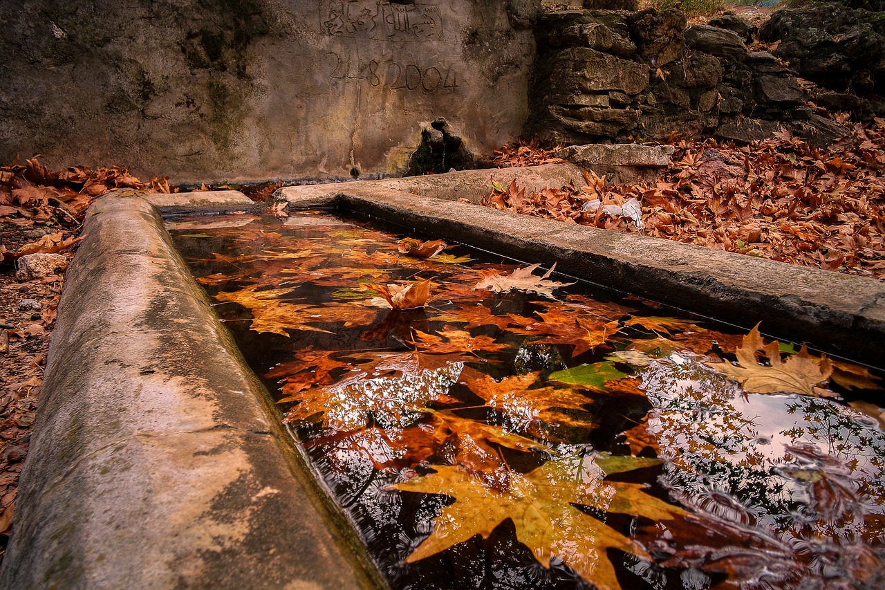 nature autumn peace free photo