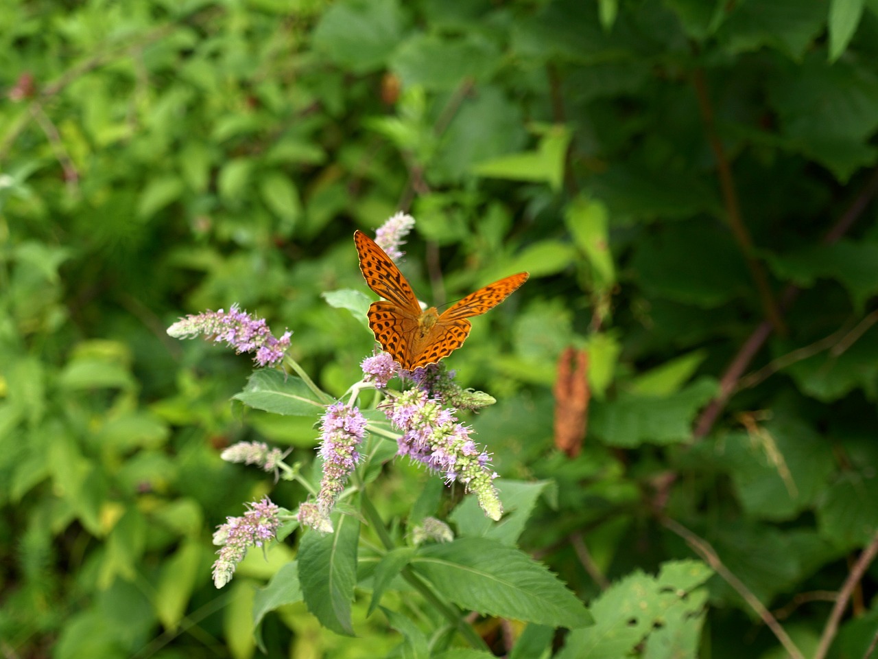 nature butterfly insects free photo