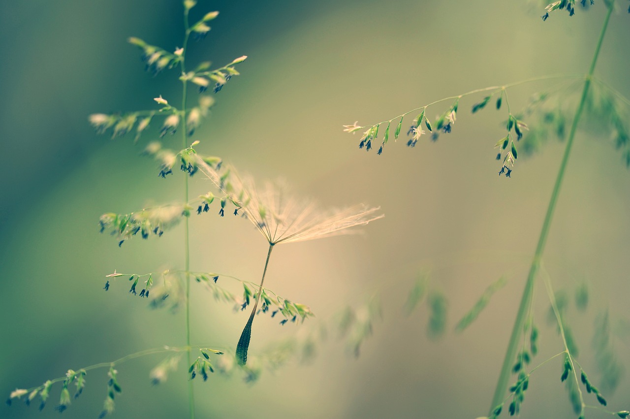 nature grass seeds free photo