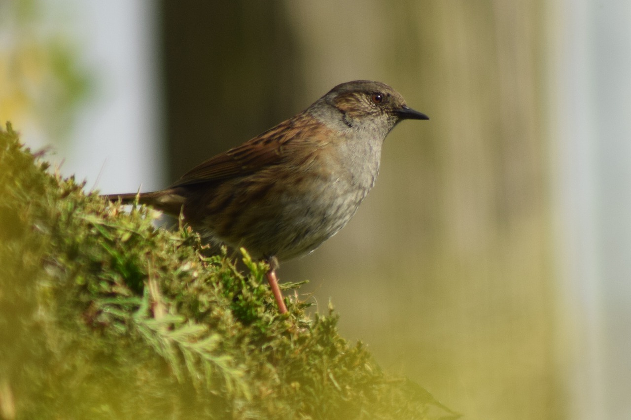 nature bird spring free photo