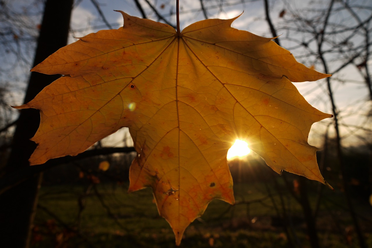 nature leaf autumn free photo