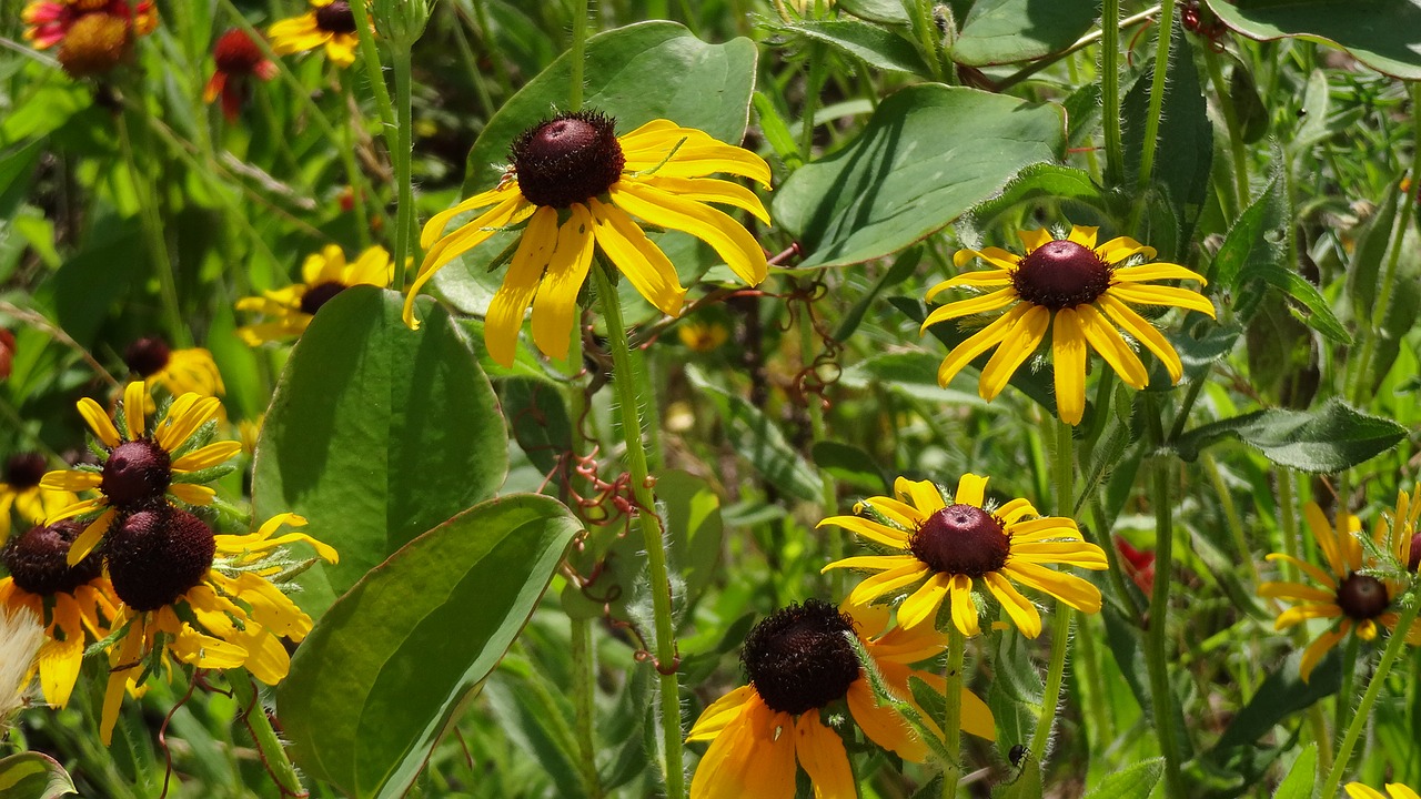 nature flowers yellow free photo