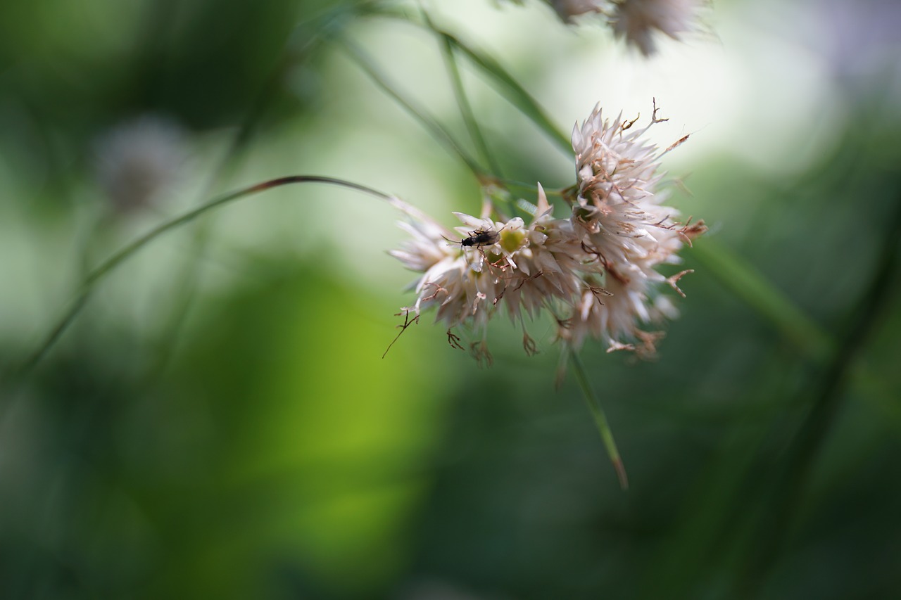 nature plant insect free photo