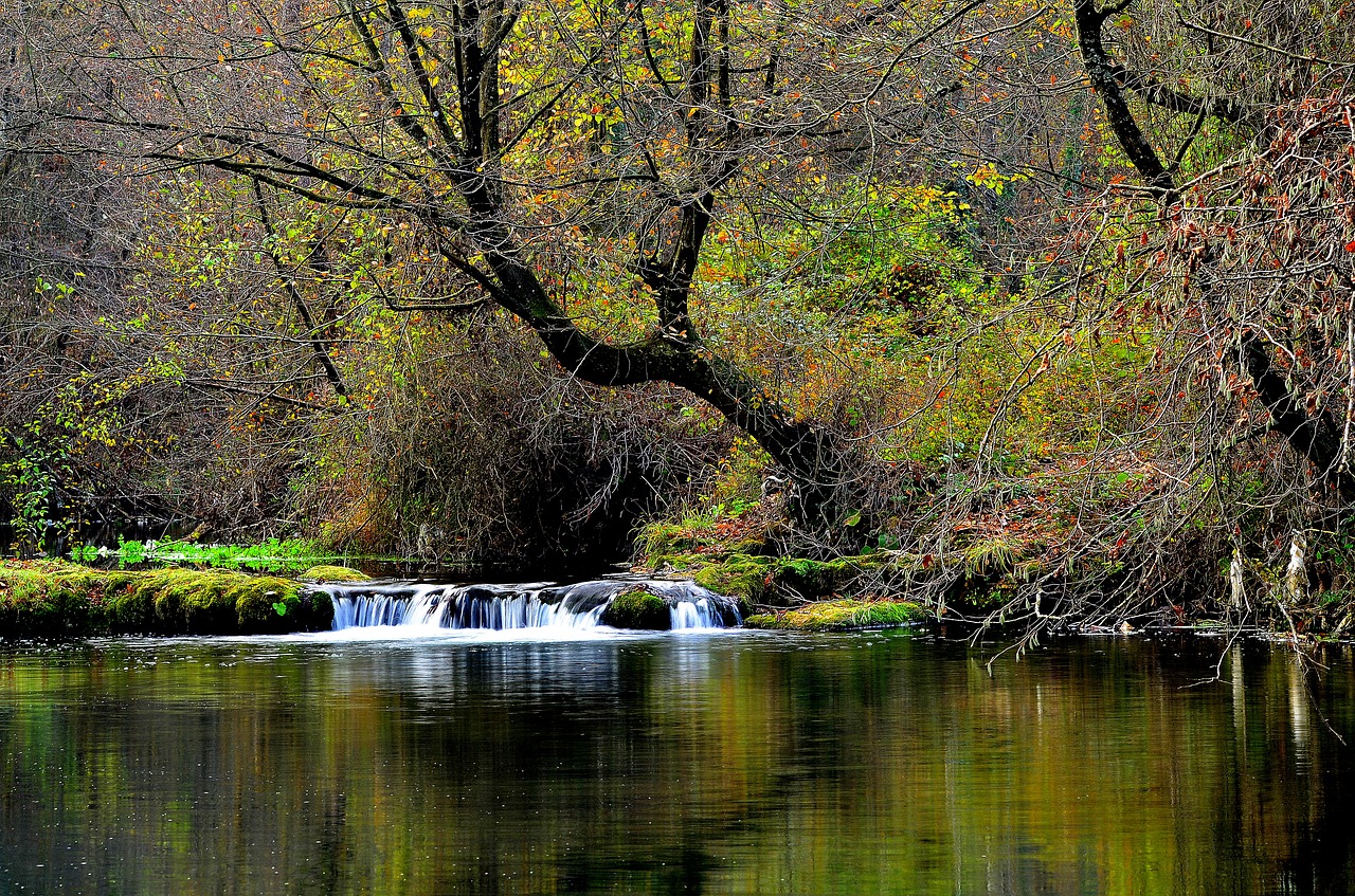 nature turkey forest free photo