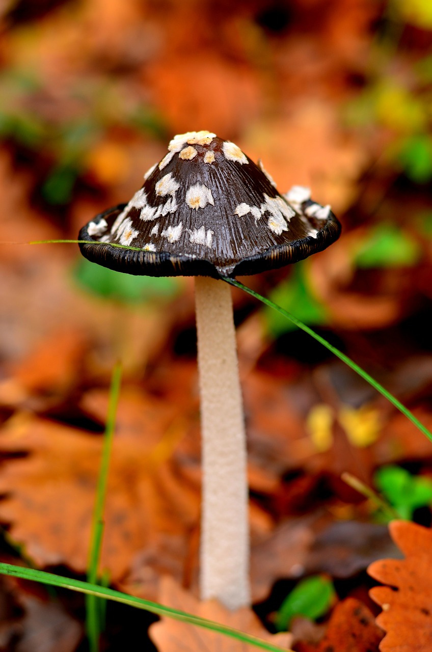 nature mushroom thrace free photo