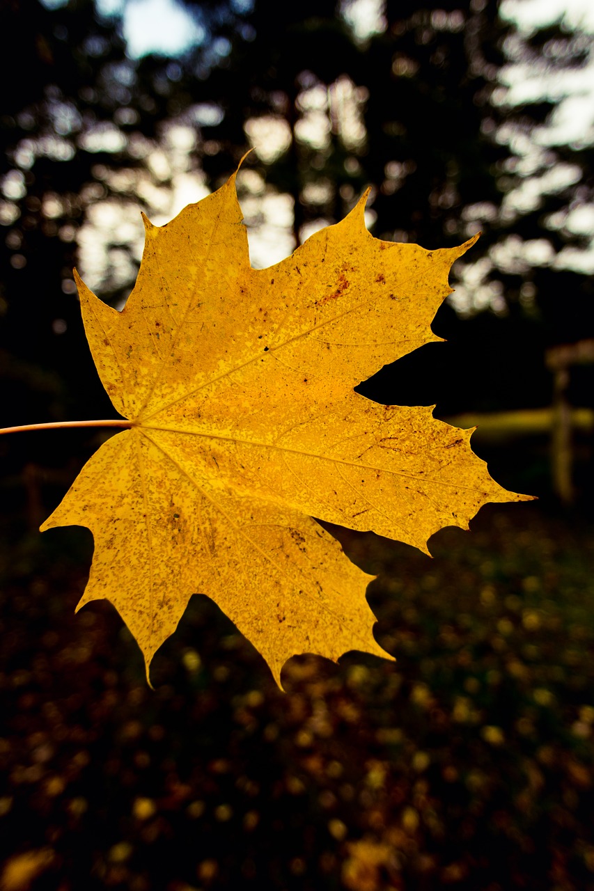 nature leaf blur free photo