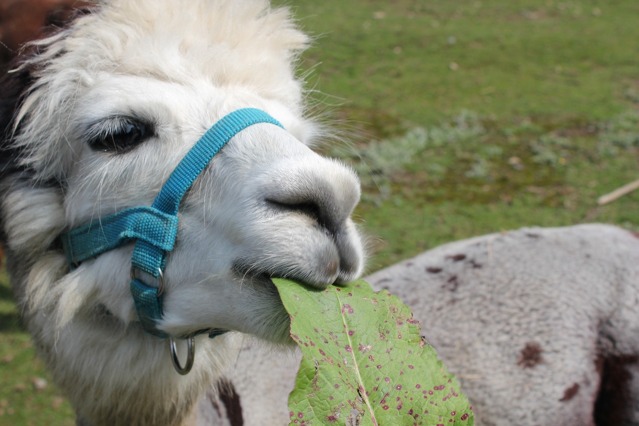 nature alpaca animal free photo