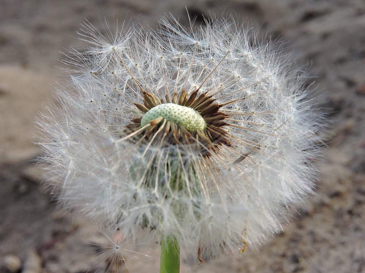 nature dandelion wild flower free photo