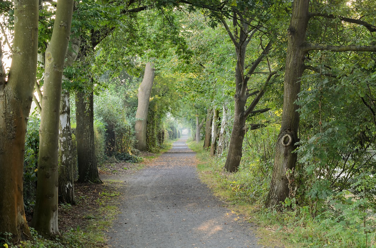 nature environment pure relaxation free photo