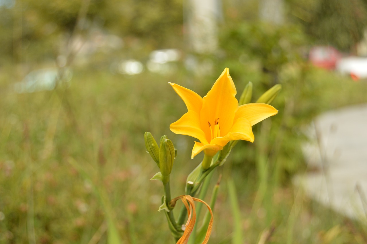 nature flower plants free photo