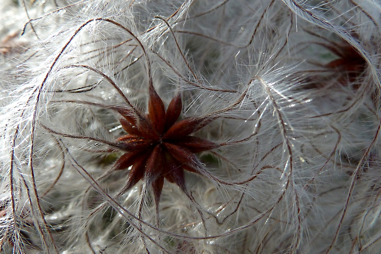 nature plant winter free photo