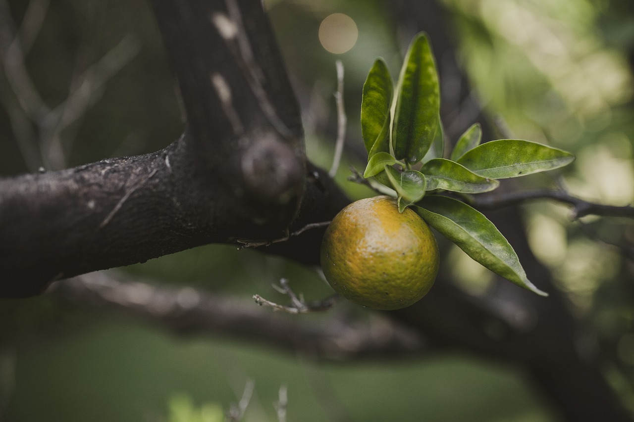 nature fruit food free photo