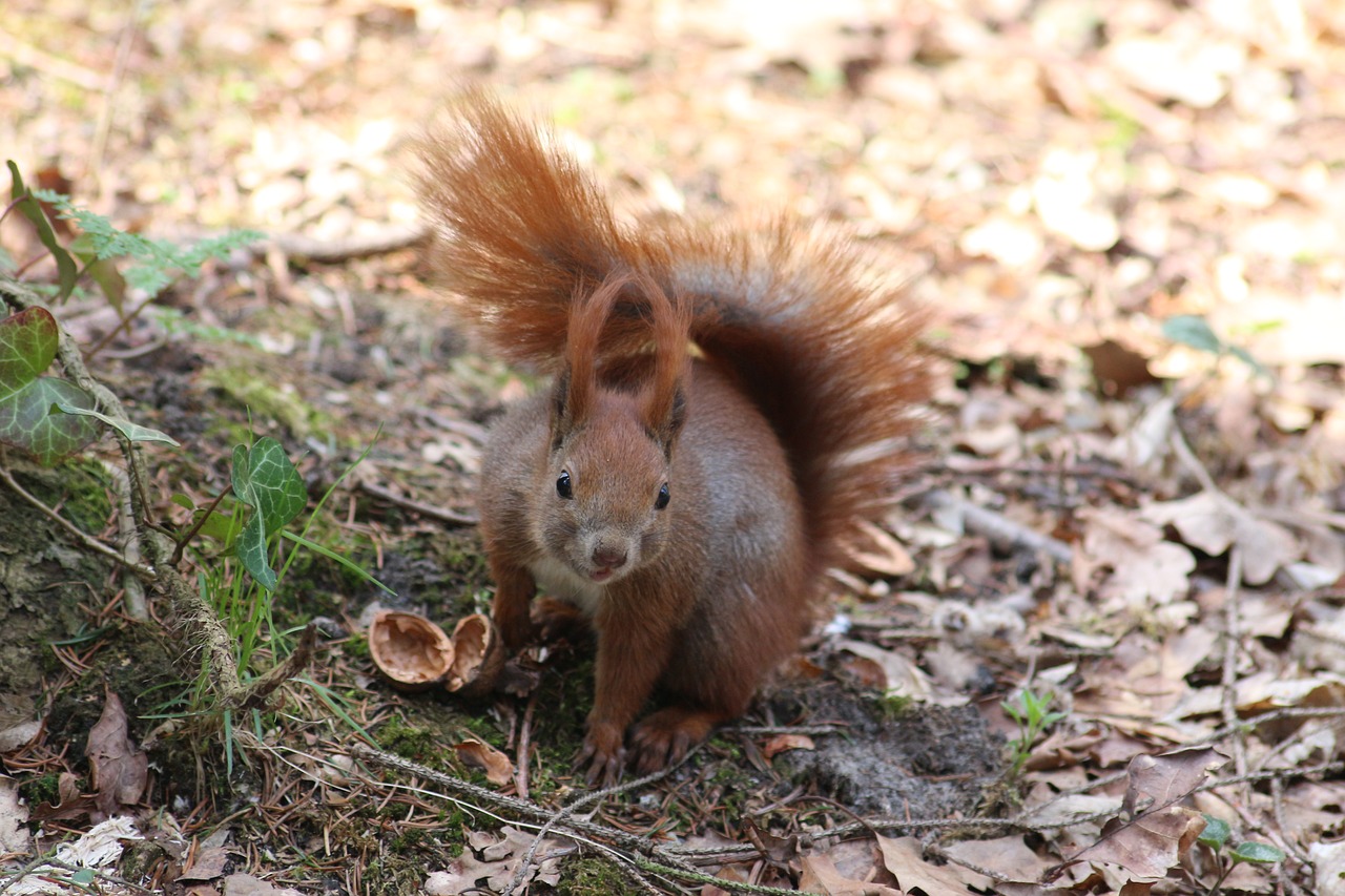 nature the squirrel tail free photo