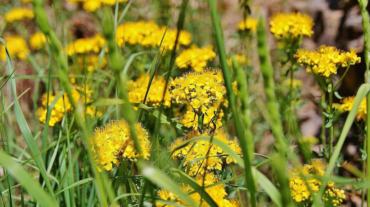 nature wild flower yellow free photo