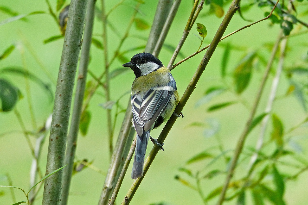 nature green bird free photo