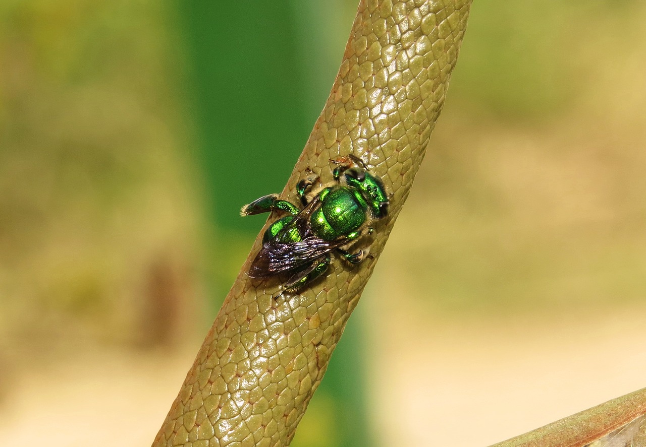 nature macro insect free photo