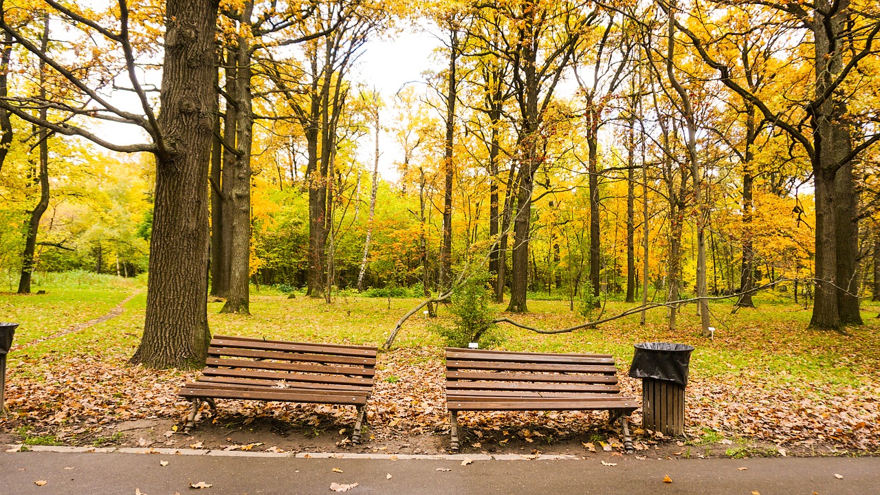 nature autumn leaves free photo