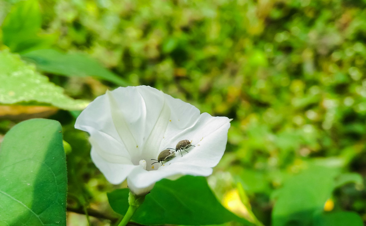 nature flower white free photo