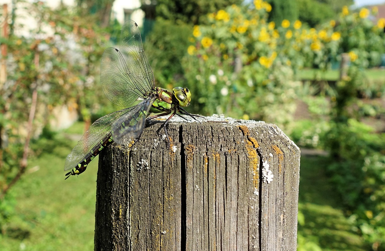 nature insect dragonfly free photo