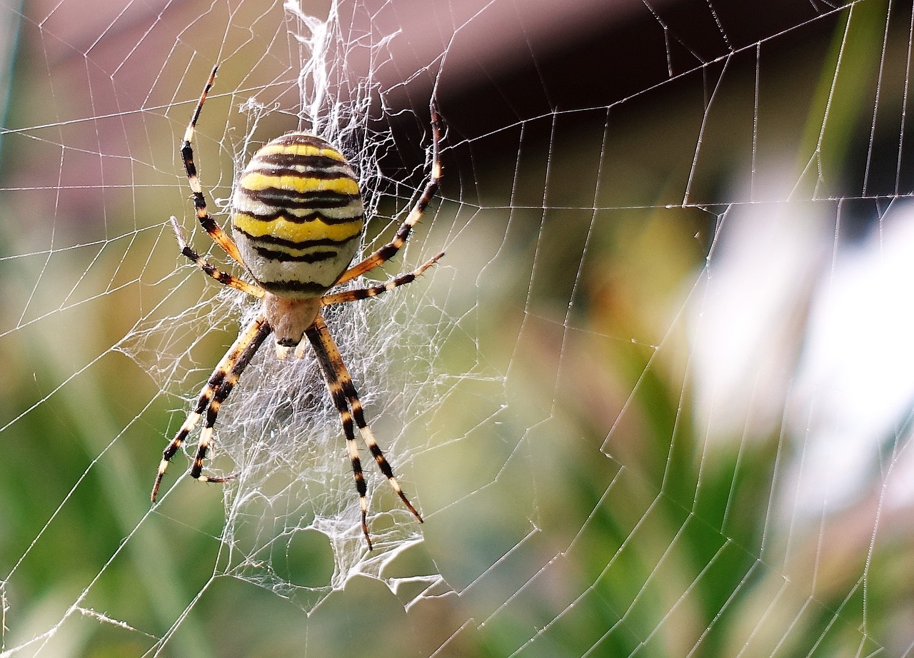 nature insect spider free photo