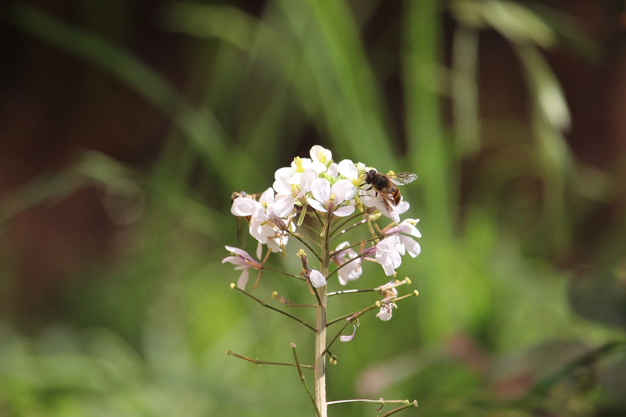 nature flower plant free photo