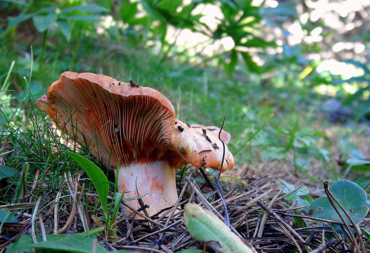 nature mushroom lawn free photo