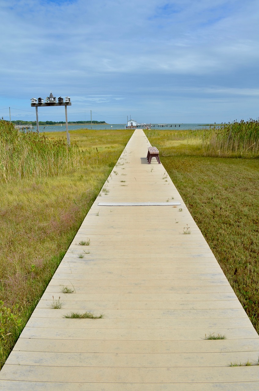 nature grass outdoors free photo