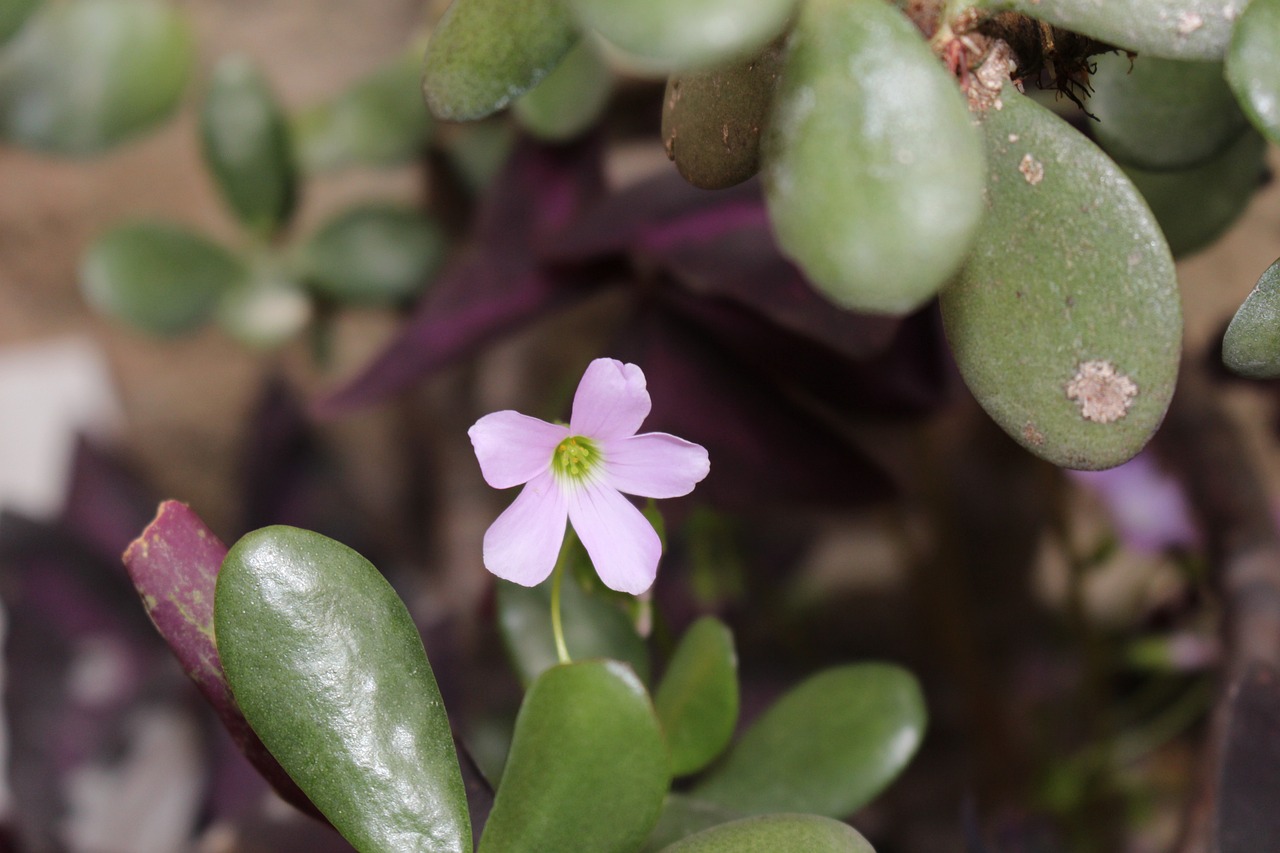 nature plant flower free photo