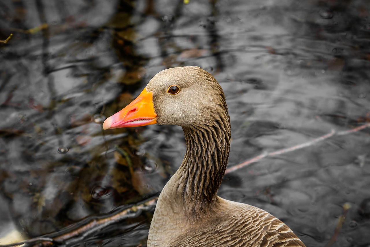 nature bird animal world free photo