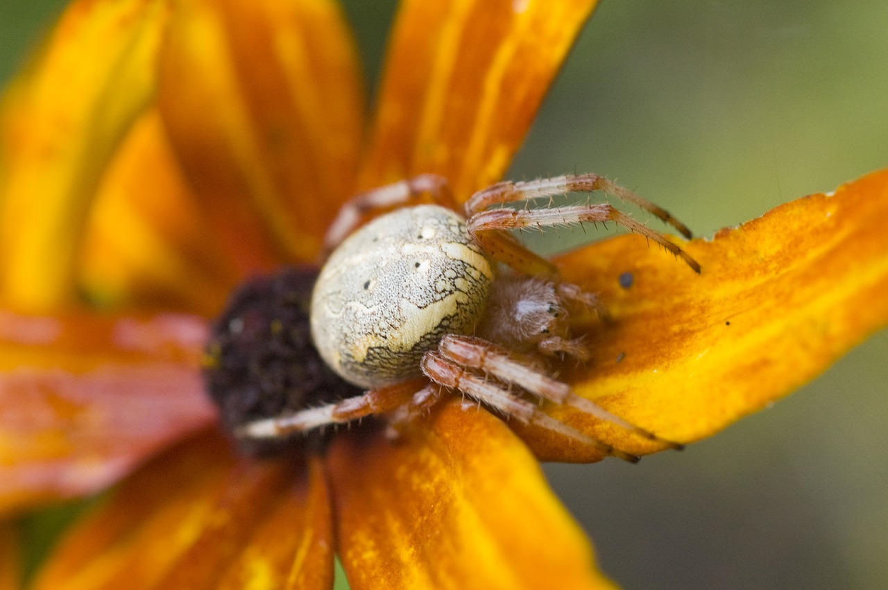 nature spider flower free photo