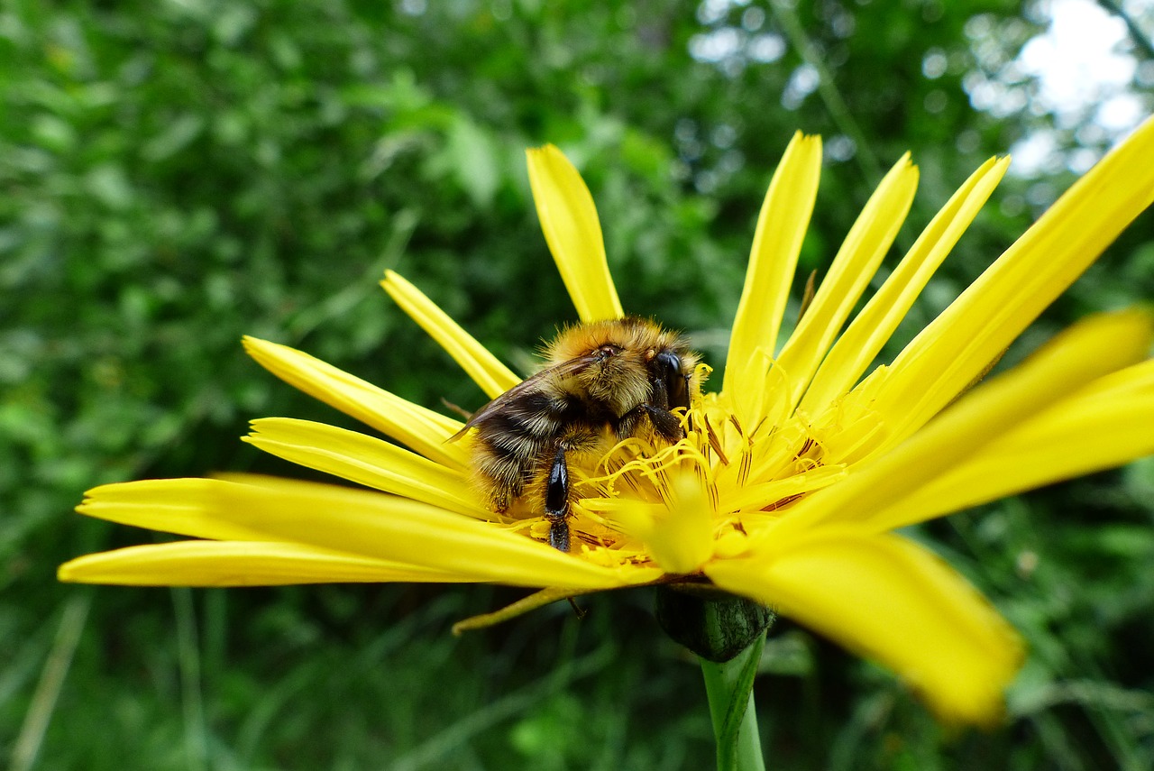 nature insect bee free photo