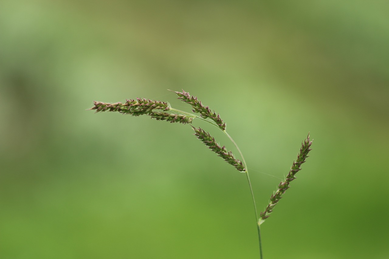 nature outdoors grass free photo