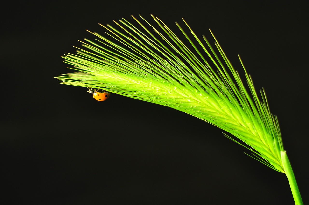 nature leaf no person free photo