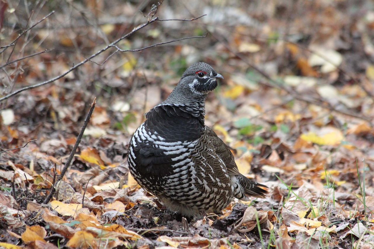 nature bird wildlife free photo