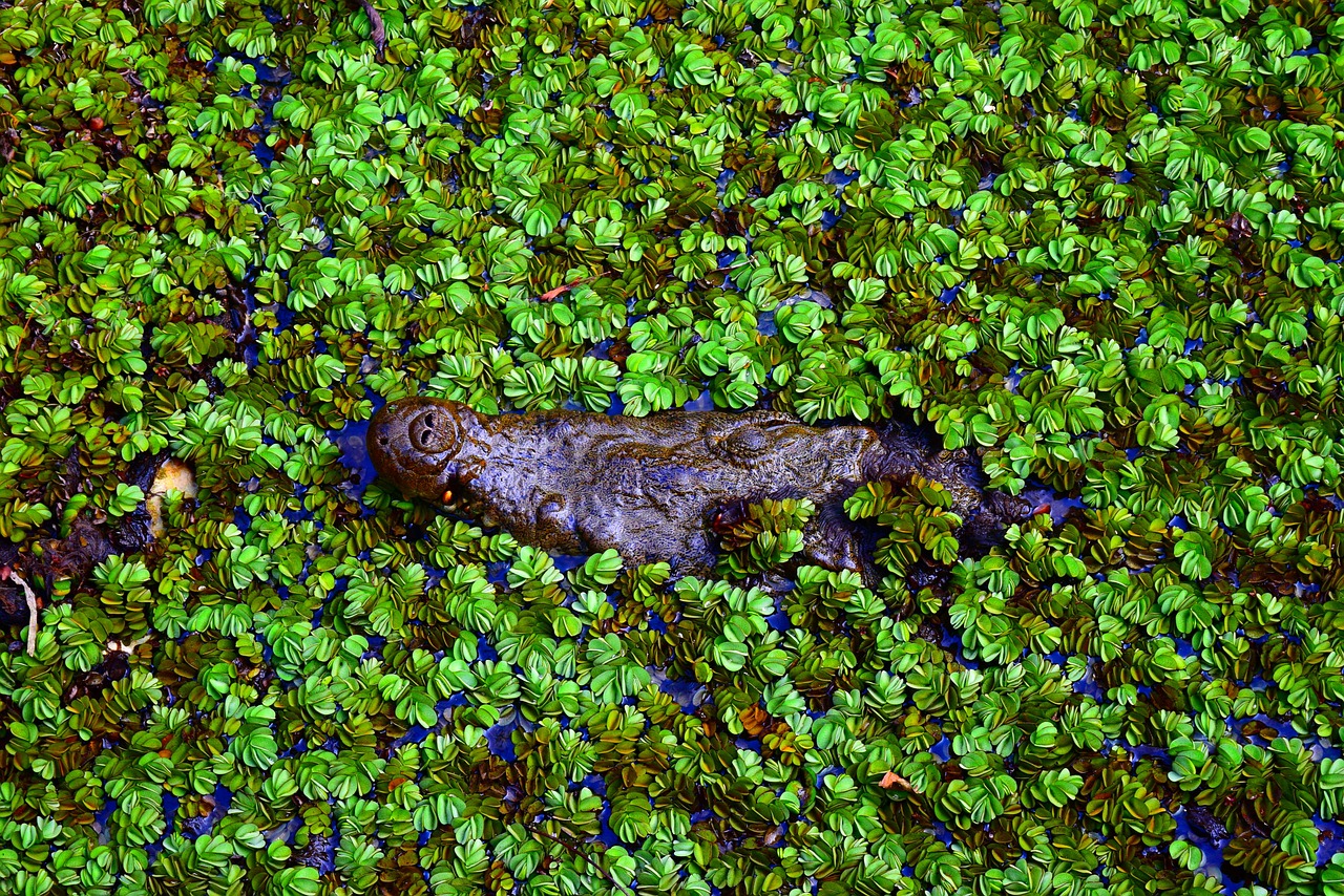 nature crocodile desktop background free photo