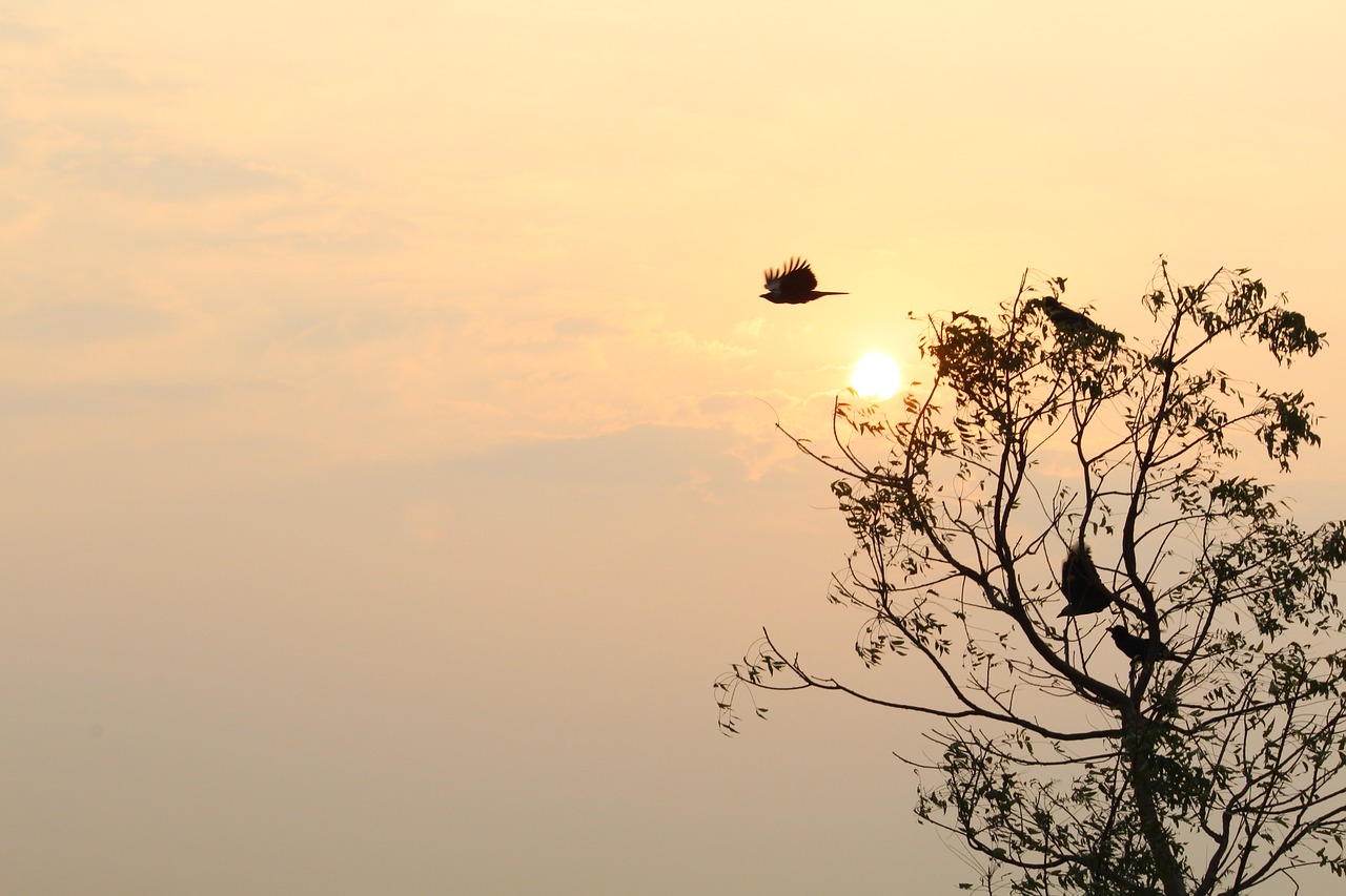 nature tree dawn free photo