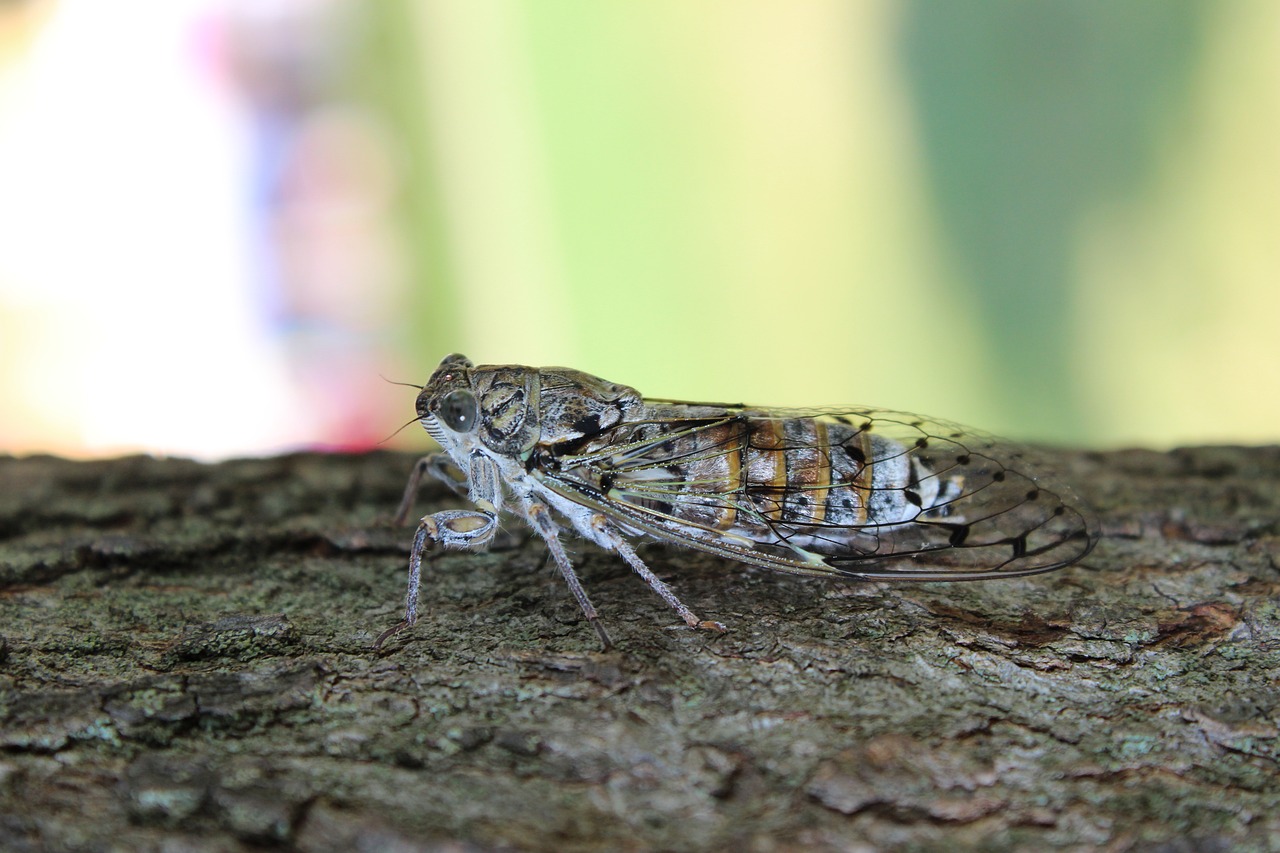 nature insect outdoors free photo