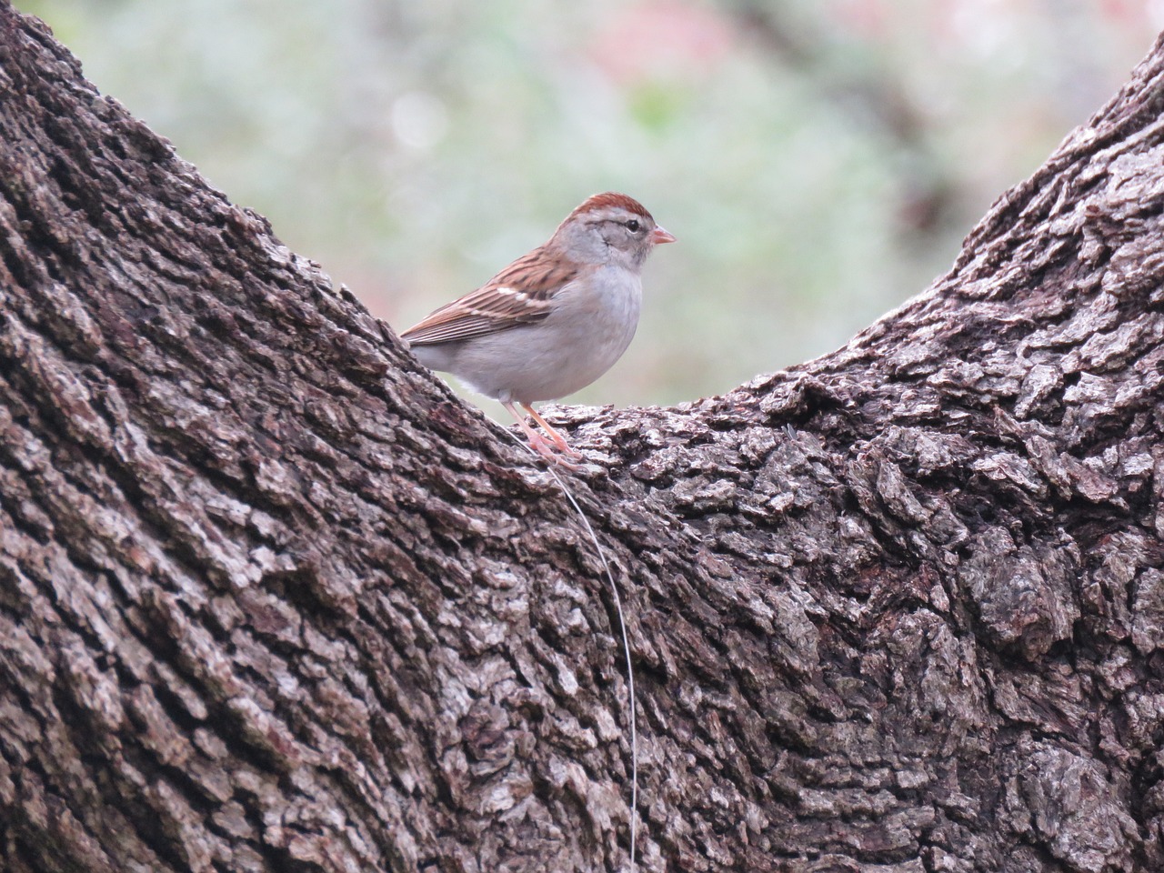 nature wildlife bird free photo