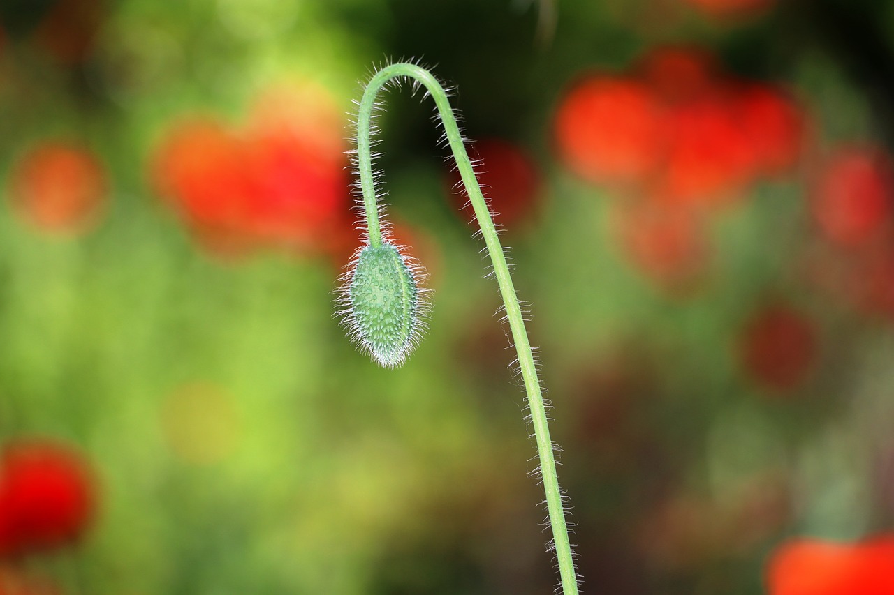 nature flower flora free photo