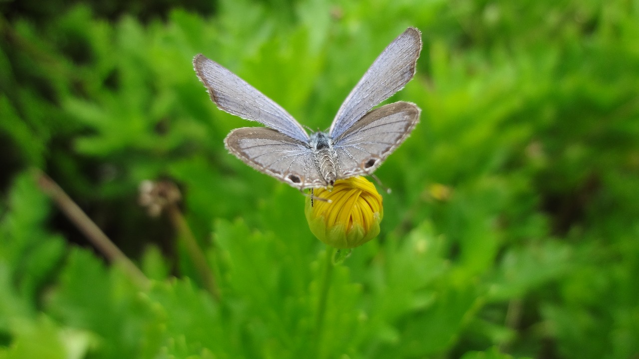 nature insect butterfly free photo